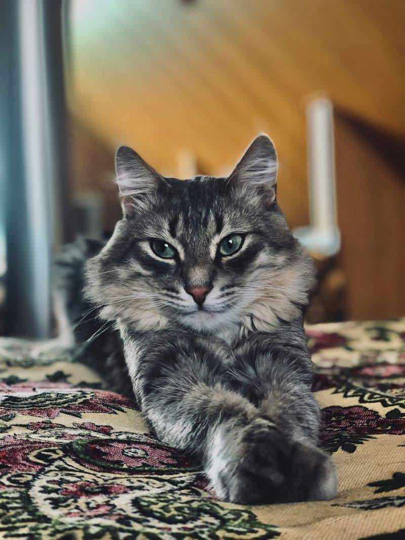 にゃんこケアサービス - Image 1