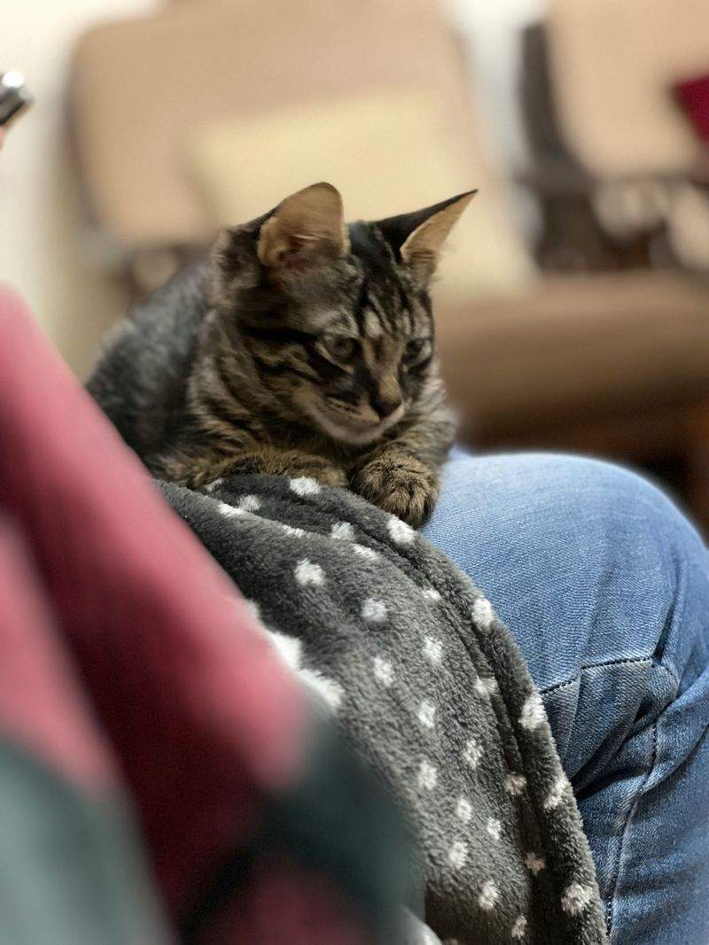 にゃんこケアサービス - Image 8